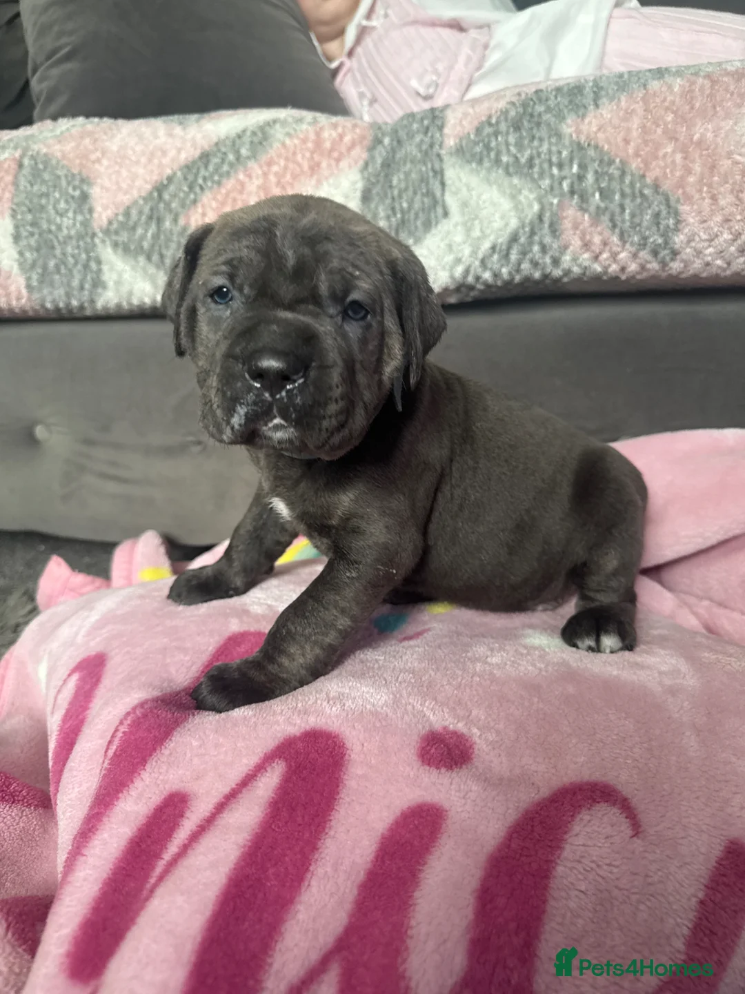 Cane Corso dogs for sale: Cane corso puppies  - Advert 2