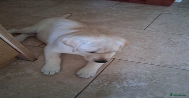 Labrador Retriever dogs - Advert 2