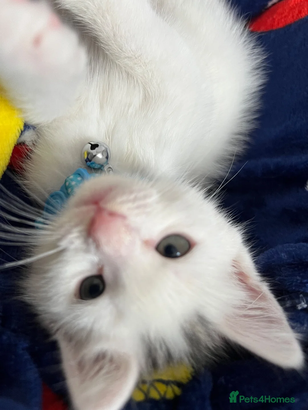 Mixed Breed cats for sale: Beautiful White Kitten Miu Miu – Loving & Playful - Advert 1