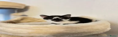 Female White Arrow 