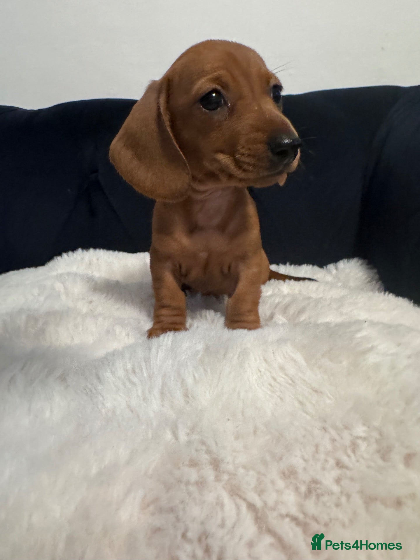 Miniature Dachshund dogs for sale: REDUCED AND READY for their new homes! KC PUPPIES! - Advert 16