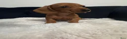 Miniature Dachshund dogs for sale: REDUCED AND READY for their new homes! KC PUPPIES! - Advert 2