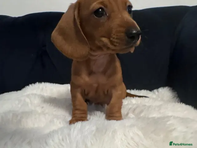 Miniature Dachshund dogs for sale: REDUCED AND READY for their new homes! KC PUPPIES! - Advert 16