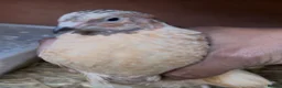 Quail poultry for sale: Jumbo male/female quails 9weeks goos sized birds  - Advert 2