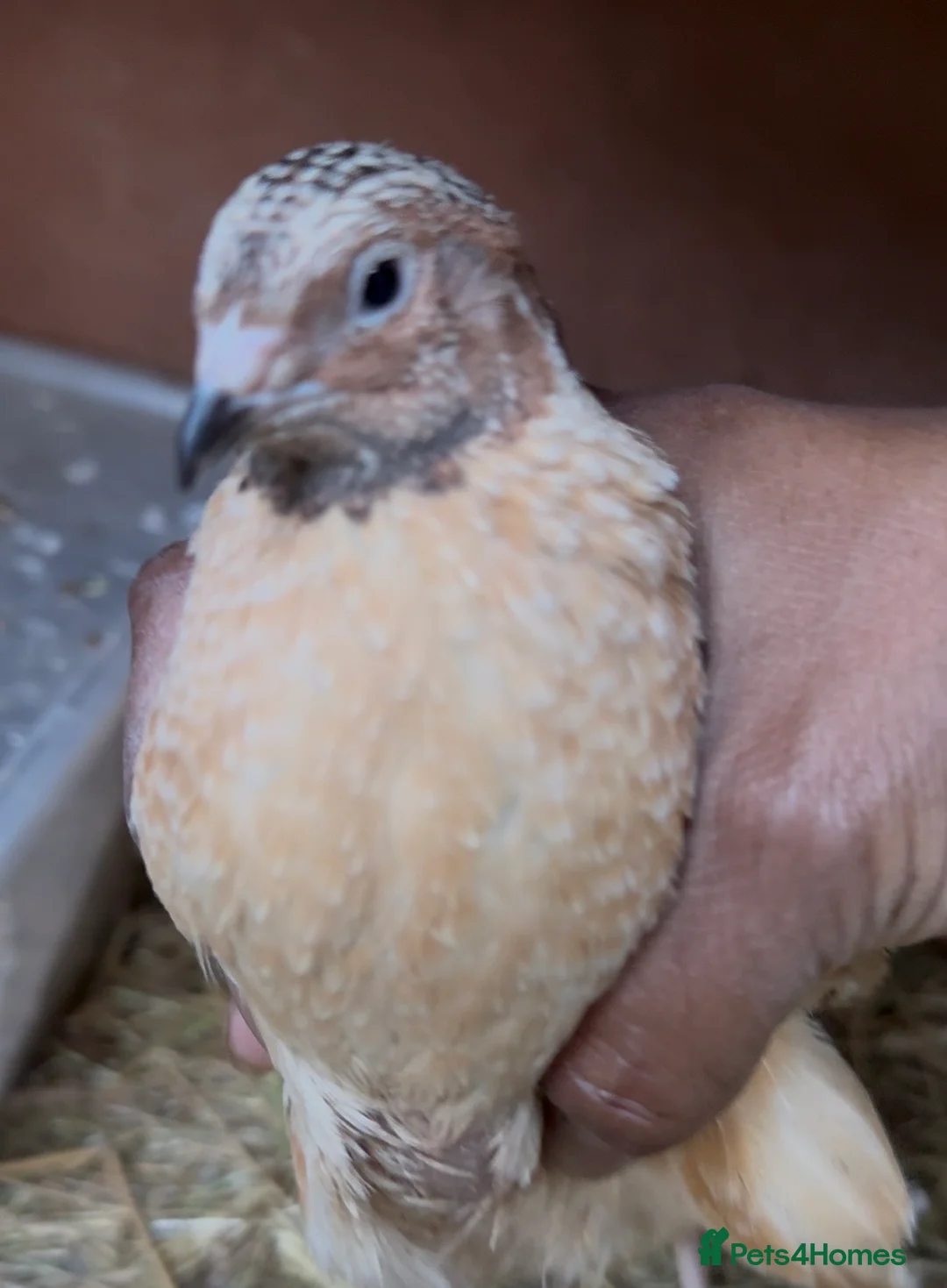 Quail poultry for sale: Jumbo male/female quails 9weeks goos sized birds  - Advert 2