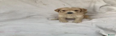 Cockapoo 7