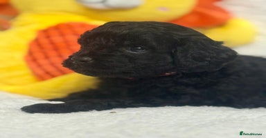 Cavapoo dogs - Advert 2