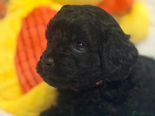 Cavapoo dogs - Advert 1