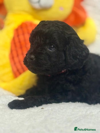 Cavapoo dogs - Advert 3