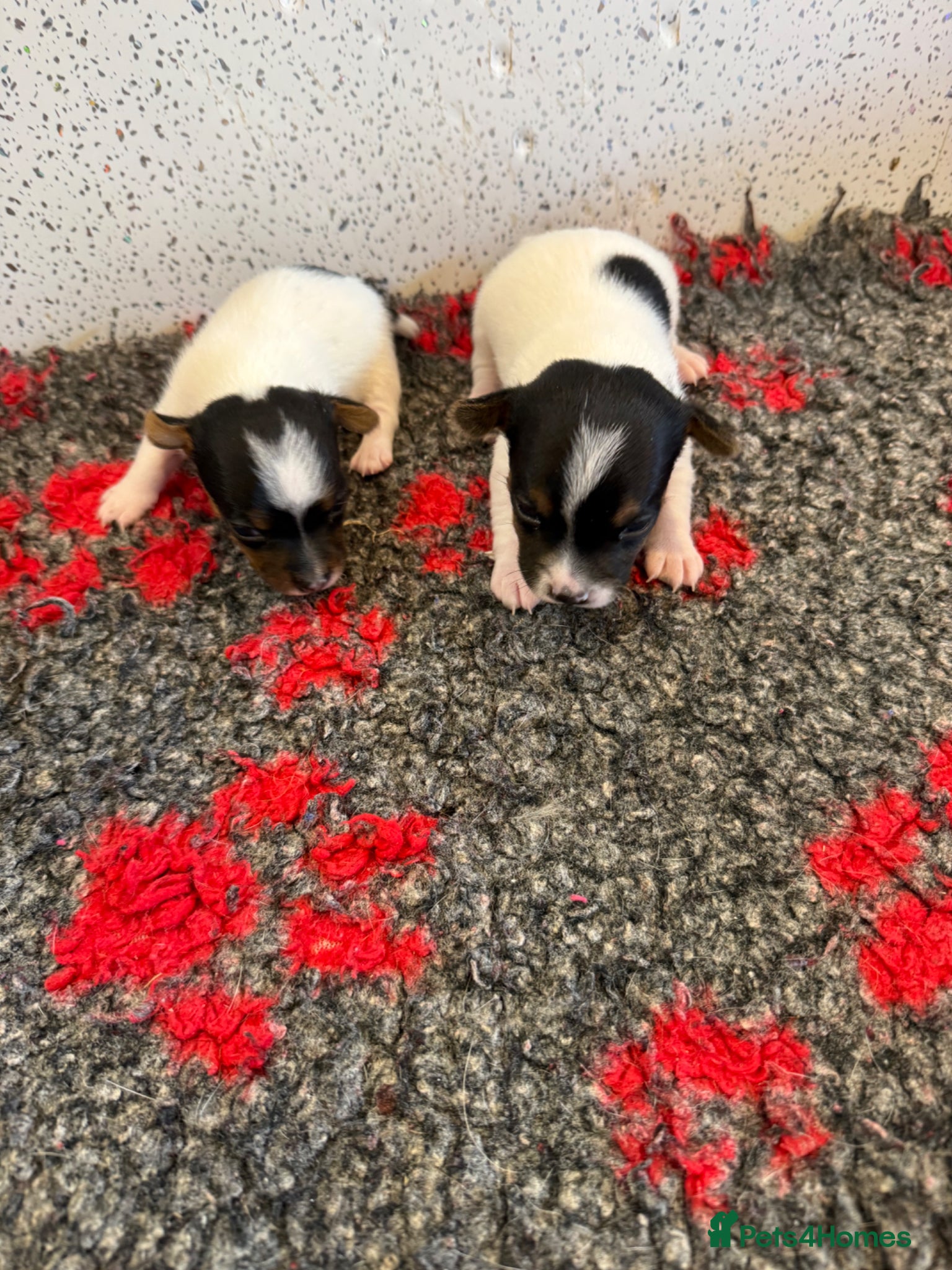 Jack Russell dogs Traditional Jack Russell Puppies  - Advert 2