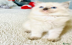 Ragdoll cats for sale: Ragdoll kittens (ready to leave now) - Image 5