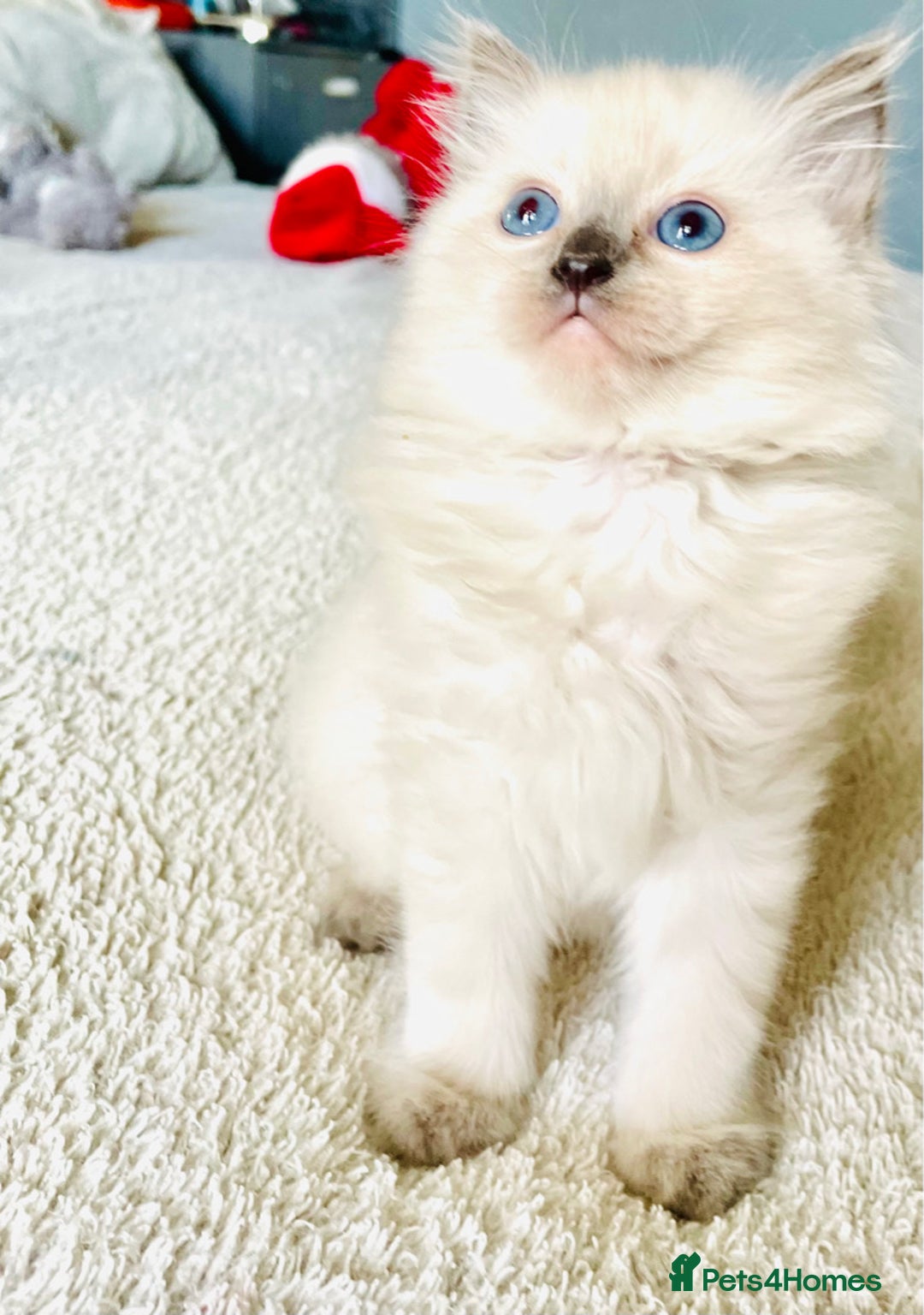 Ragdoll cats for sale: Ragdoll kittens (ready to leave now) - Image 5