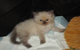 Ragdoll cats for sale: Ragdoll fluff balls for sale - Image 1