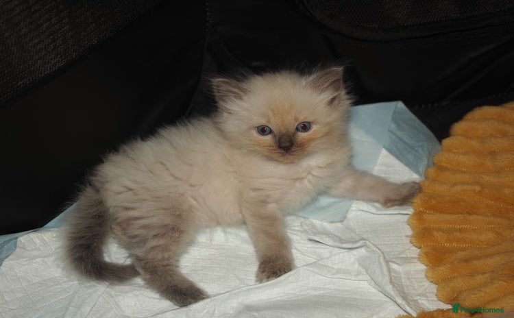 Ragdoll cats - Advert 2