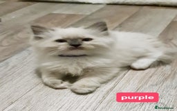 Ragdoll cats for sale: Pure ragdoll kittens READY NOW!! - Image 2