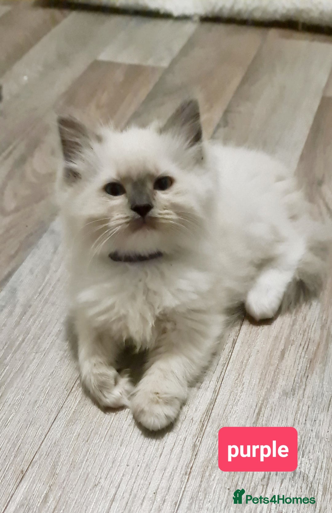 Ragdoll cats for sale: Pure ragdoll kittens READY NOW!! - Image 2