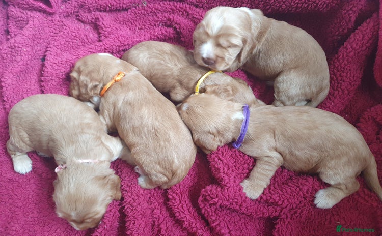 Cocker Spaniel dogs - Advert 13