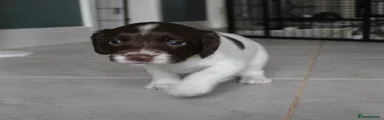 English Springer Spaniel 1