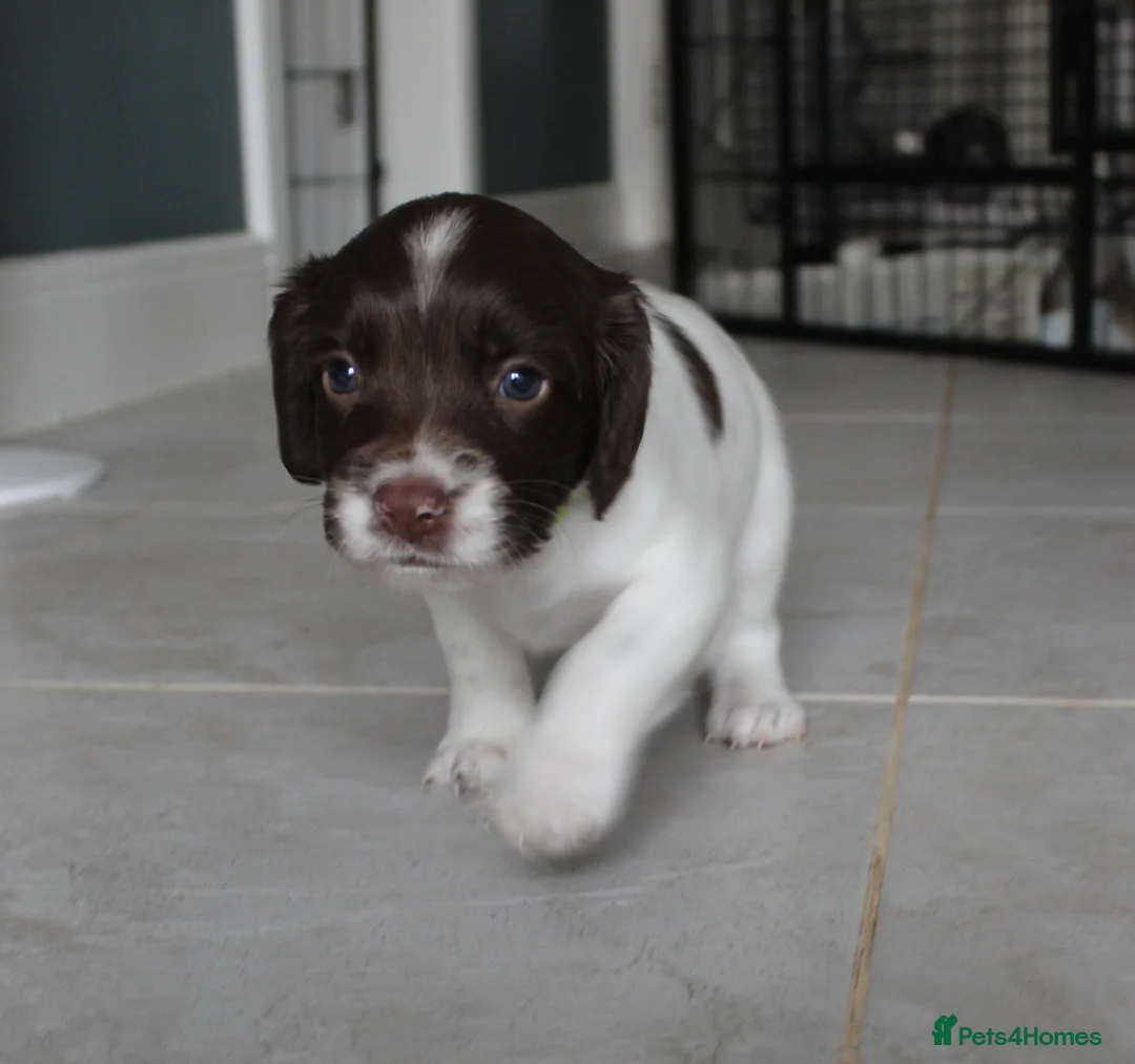 English Springer Spaniel dogs for sale: Working English springer spaniel  in Coalville - Advert 5