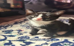 Mixed Breed cats for sale: Kittens for sale — £50 each - Image 6