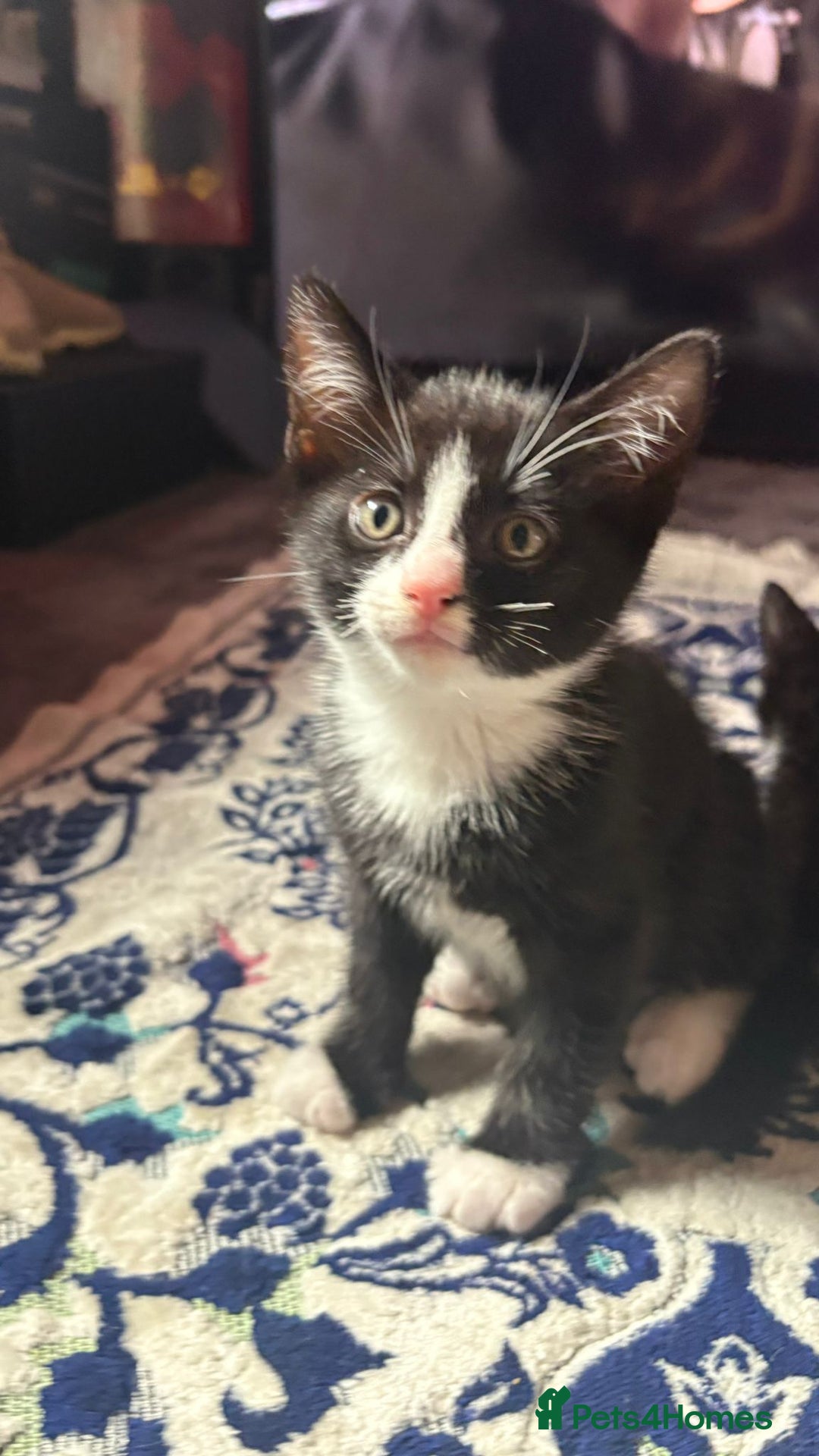 Mixed Breed cats for sale: Kittens for sale — £50 each - Image 6