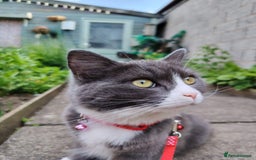 British Longhair cats for sale: British longhair female for sale - Image 2