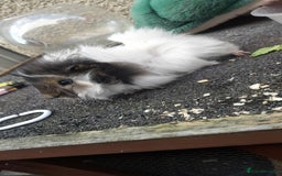 Guinea Pig rodents for sale: Male guinea pigs - Image 4