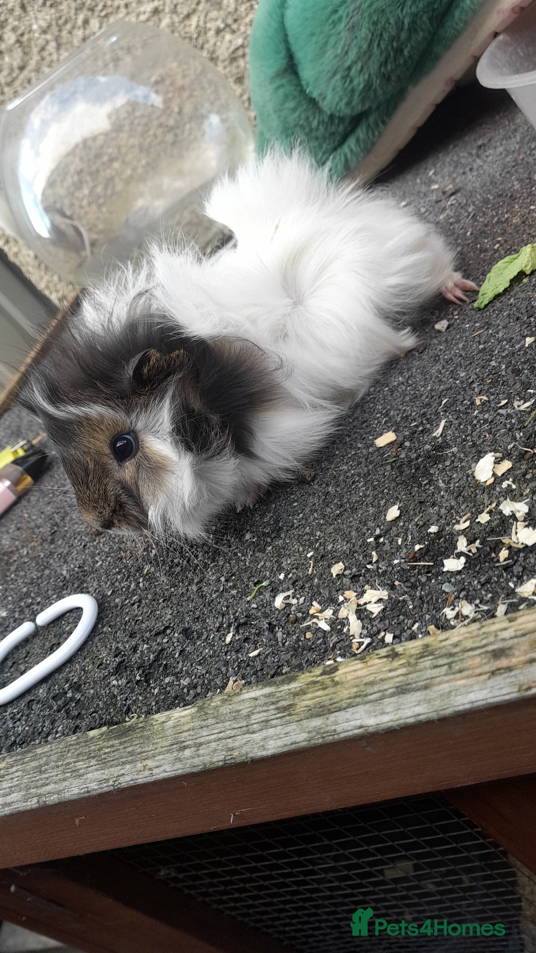 Guinea Pig rodents for sale: Male guinea pigs - Image 4