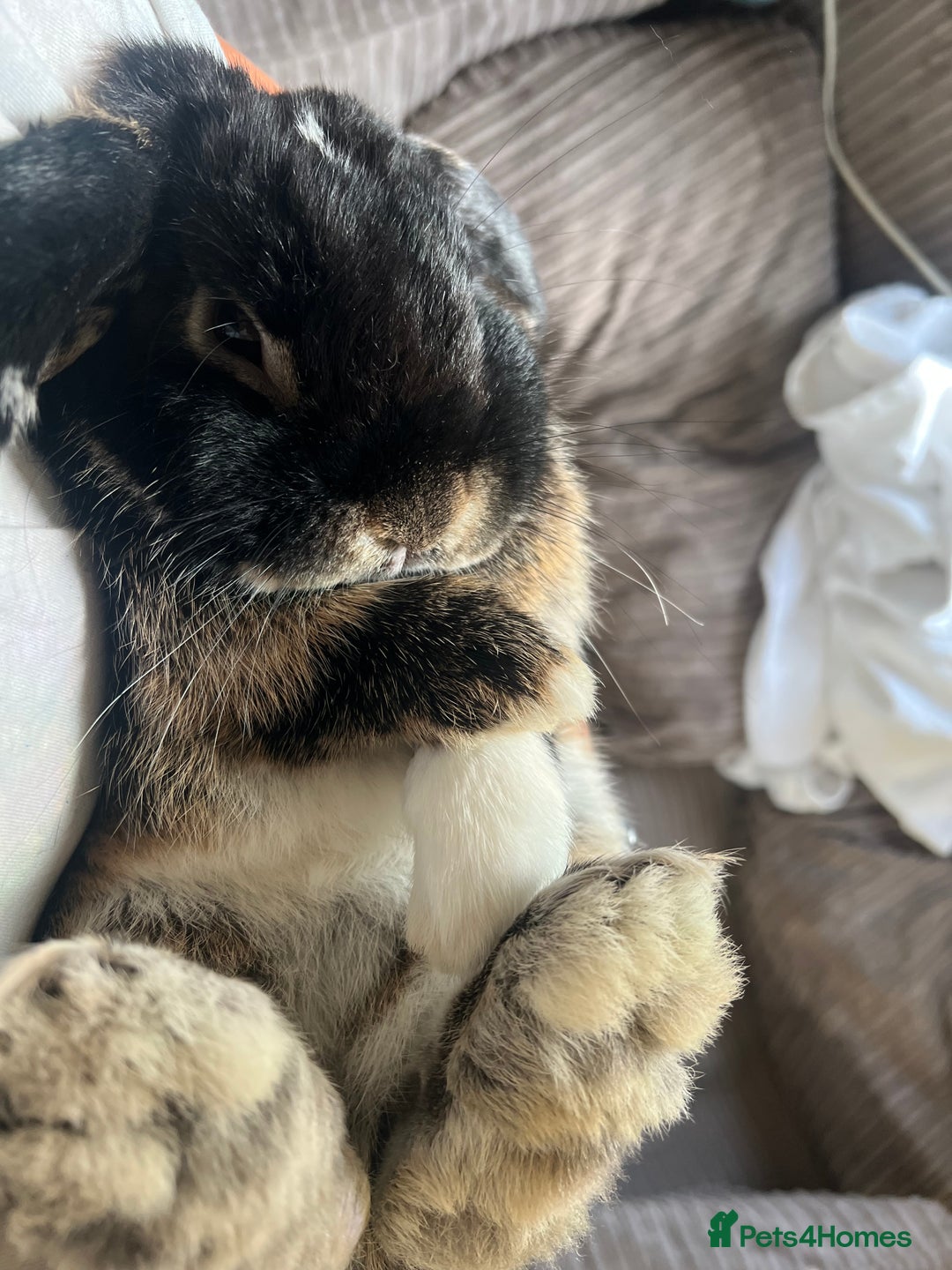 Mini Lop rabbits for sale: Mini Lop boy Socks - Image 4