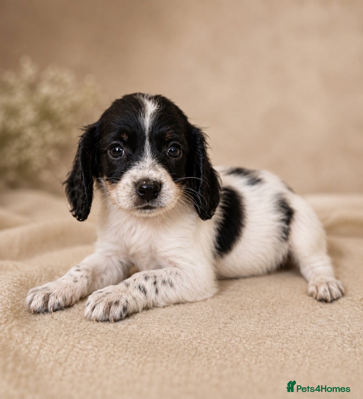 Mixed Breed dogs REDUCED Cavapoo x Cocker Merle, choc, tri, tan - Advert 1