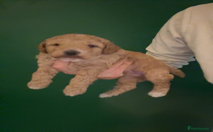 Miniature Poodle dogs MALE KC registered Miniature Poodle puppy - Advert 4