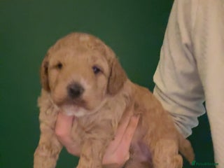 Miniature Poodle dogs MALE KC registered Miniature Poodle puppy - Advert 11