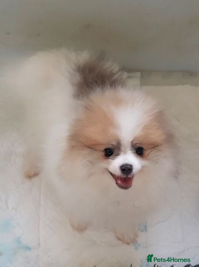 Pomeranian dogs Stunning white and tan parti boy FULLY VACCINATED  - Advert 5