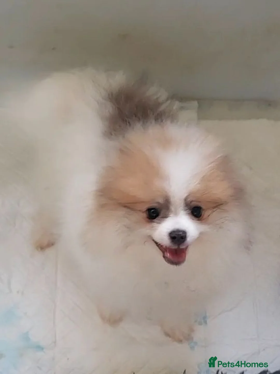 Pomeranian dogs for sale: Stunning white and tan parti boy FULLY VACCINATED  - Advert 1