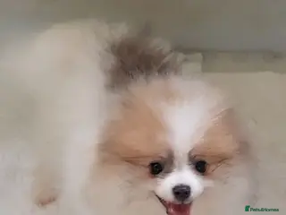 Pomeranian dogs Stunning white and tan parti boy FULLY VACCINATED - Advert 5