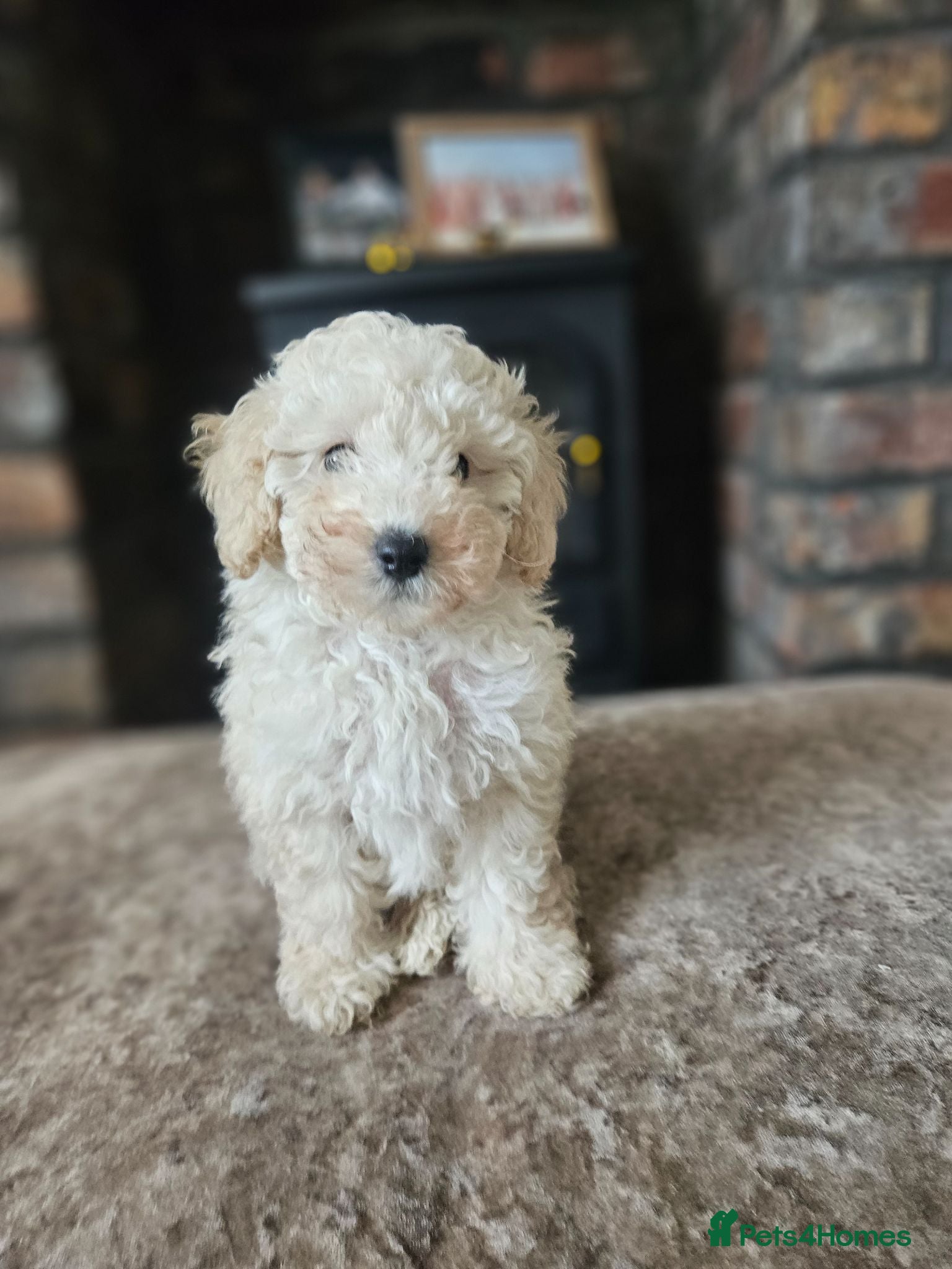 Toy Poodle dogs 1 left 🐕Toy poodle pups 💙  - Advert 13