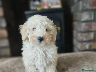 Toy Poodle dogs 1 left 🐕Toy poodle pups 💙 - Advert 13