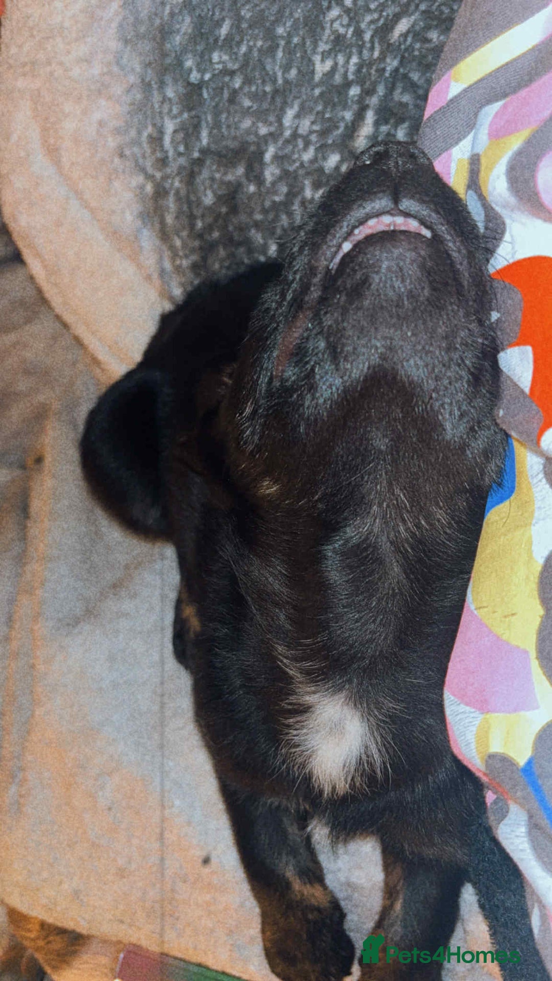 Mixed Breed dogs for sale: Female 9 week old lab x Akita for sale! - Advert 3