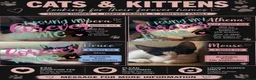 Mixed Breed cats for sale: The Shed Kittens ♥️ - Advert 1