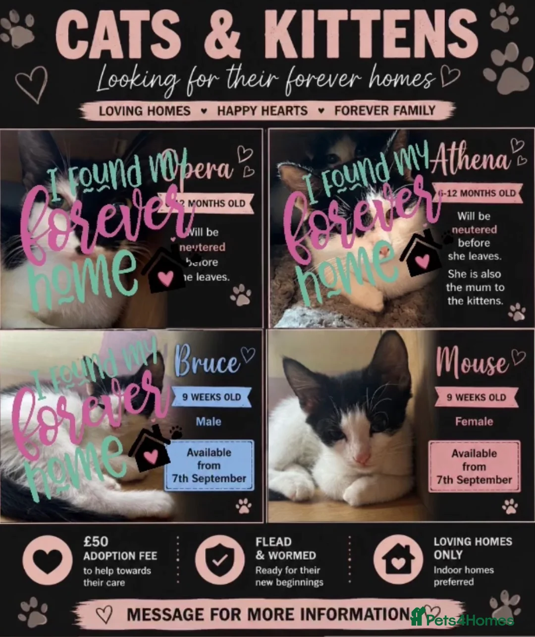 Mixed Breed cats for sale: The Shed Kittens ♥️ - Advert 1