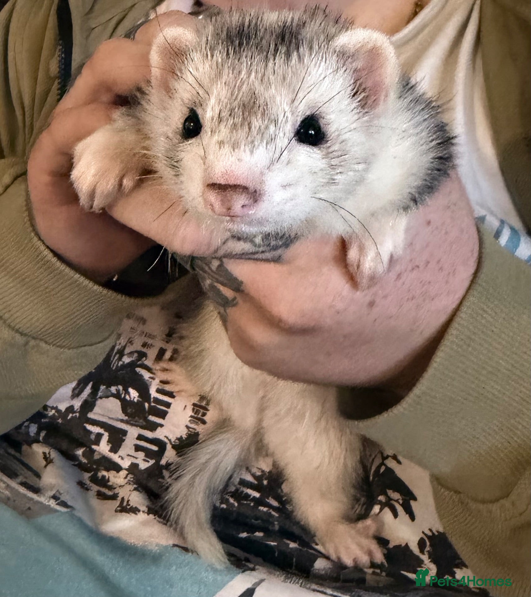 Ferret rodents Silver ferret - Advert 1