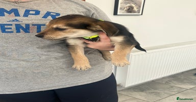 Mixed Breed dogs - Advert 3