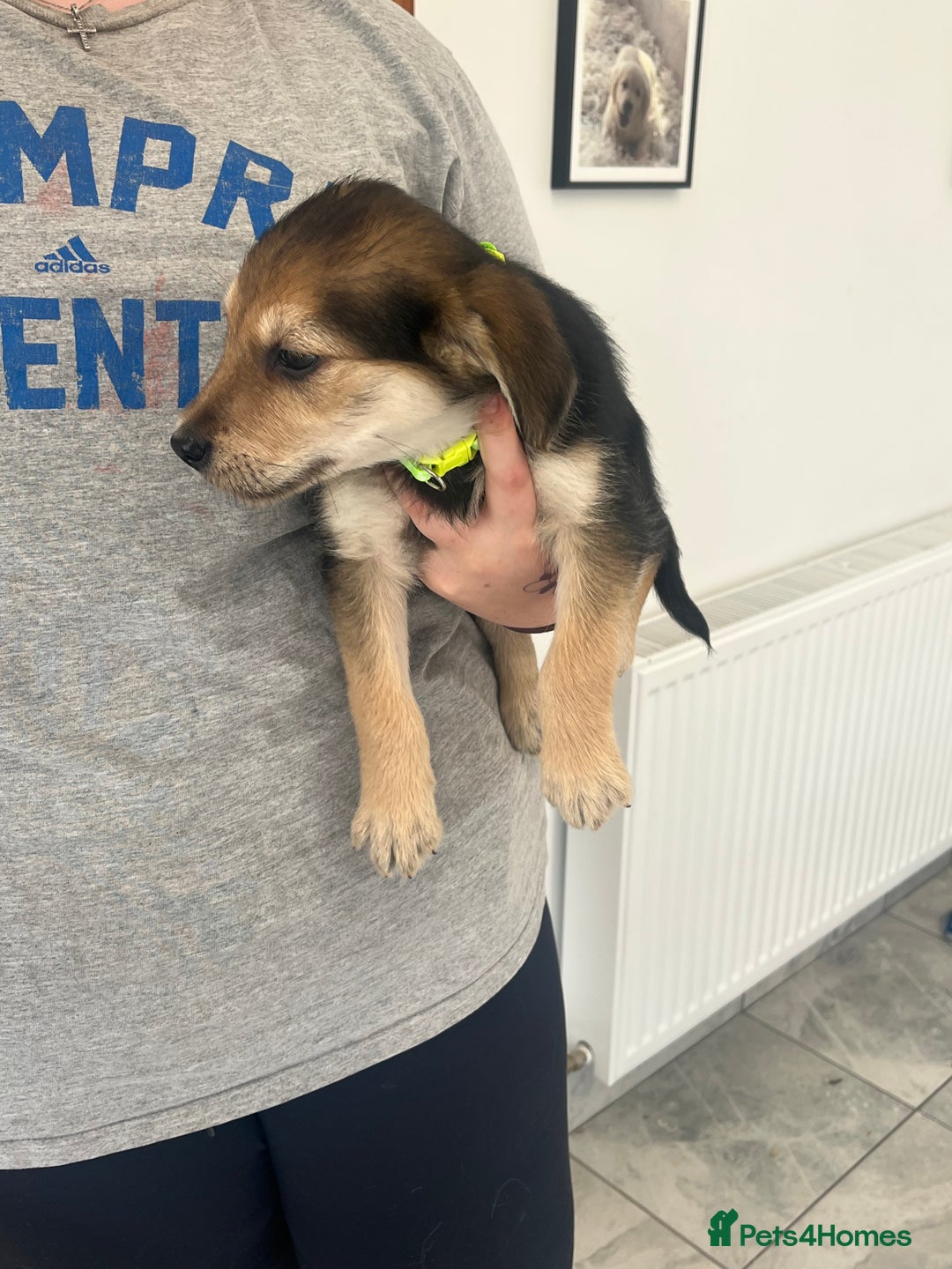 Mixed Breed dogs for sale: Gorgeous golden retriever mix litter - Image 2