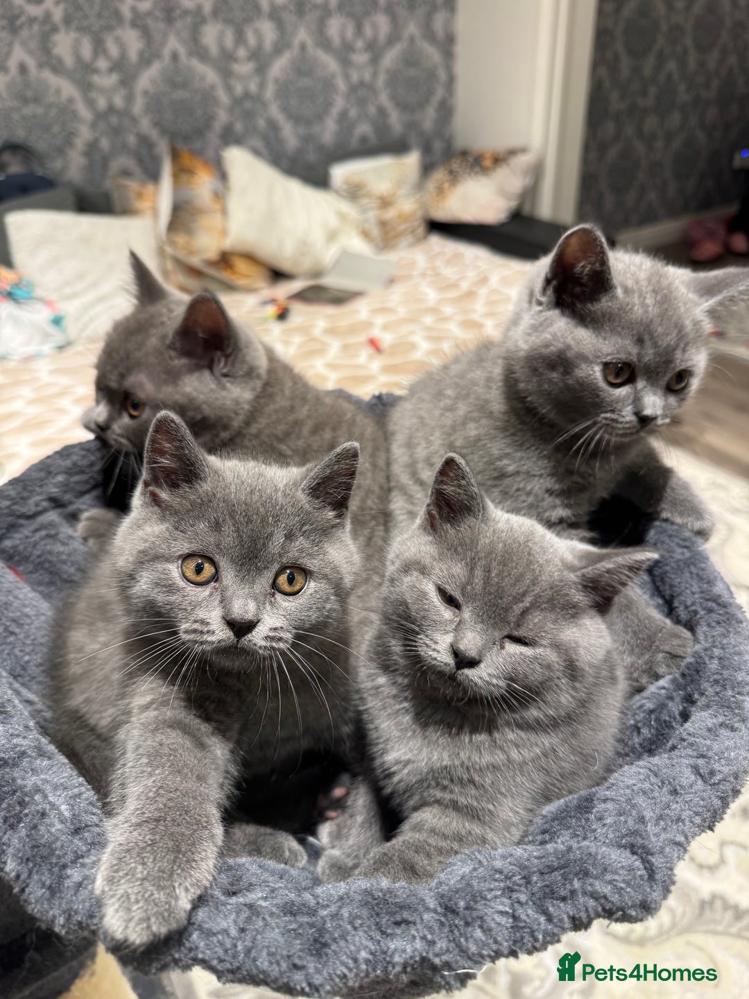 British Shorthair cats for sale: British Shorthair kittens - Advert 3