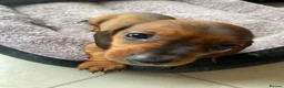 Miniature Dachshund dogs for sale: Miniature dachshund 3 boys 5 girls - Advert 31