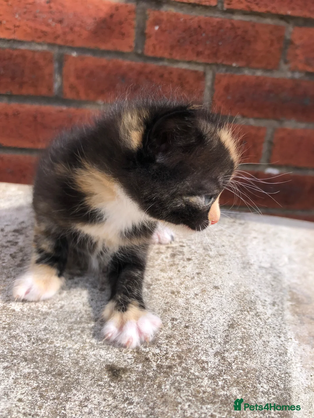 Mixed Breed cats for sale: 2 beautiful calico kittens - Advert 2