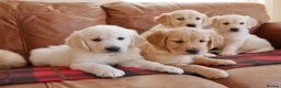 Golden Retriever dogs for sale: Quality KC Health Tested Golden Retriever Puppies - Advert 12