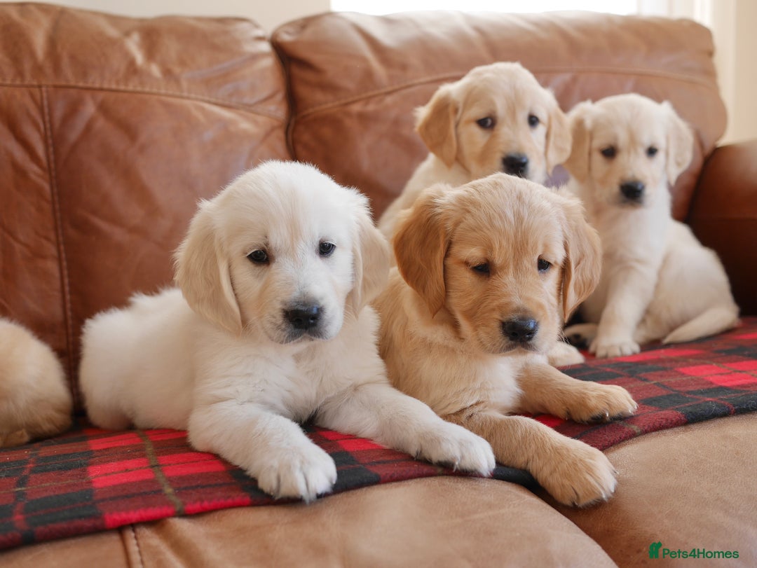 Golden Retriever dogs for sale: Quality KC Health Tested Golden Retriever Puppies - Advert 12