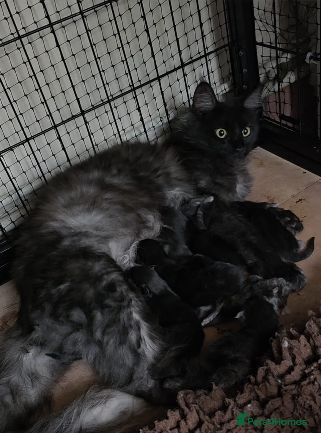 Maine Coon cats for sale: Pure Breed Maine Coone Kittens - Advert 1