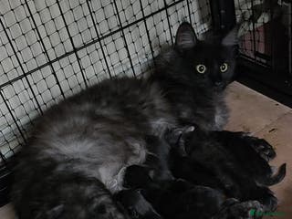 Maine Coon cats Pure Breed Maine Coone Kittens - Advert 15